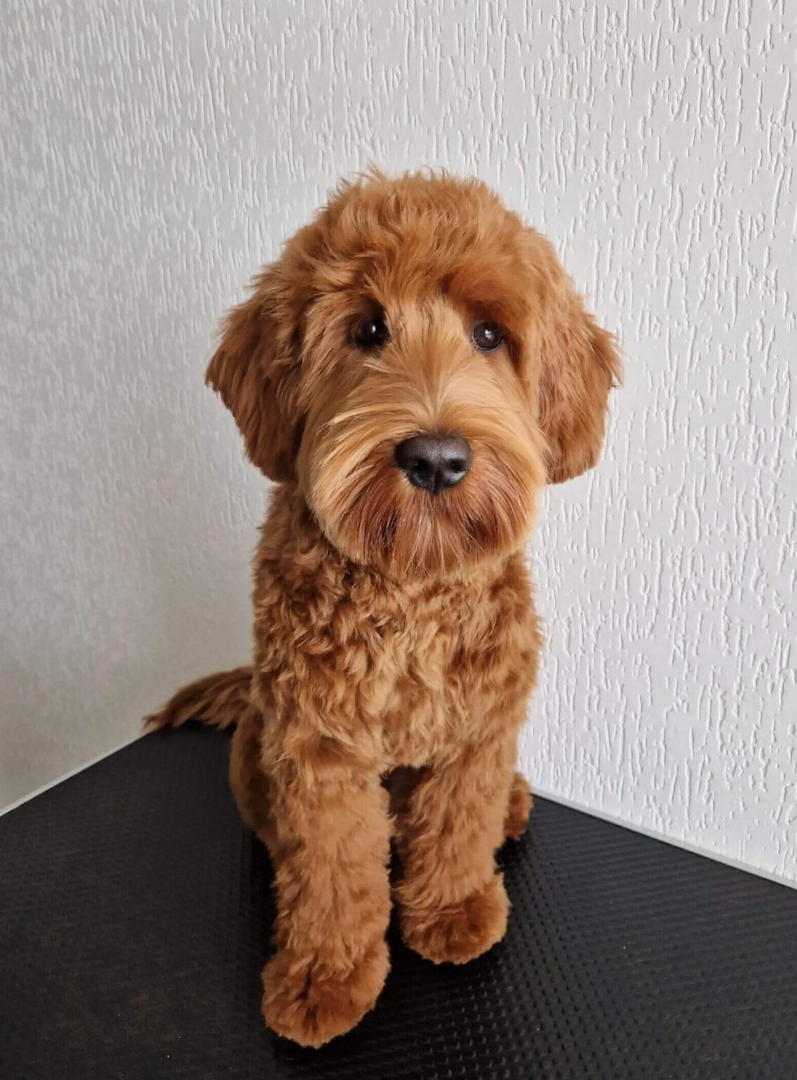 Labradoodle Kapper Labradoodle Trimsalon Doodle Trim & Care - Trimmen & Trimbenodigdheden